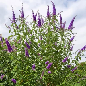 Buddleia davidii 'Black Knight - Sötétlila nyáriorgona 100/125cm