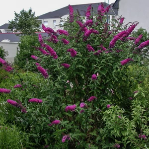 Buddleia davidii 'Royal Red' - Bíbor nyáriorgona 40/60cm
