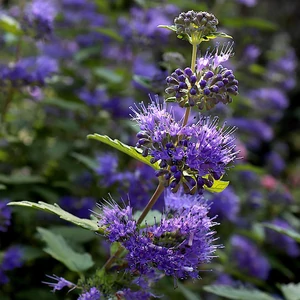 Caryopteris cland 'Heavenly Blue' - Angol kékszakáll