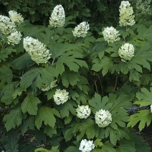 Hydrangea quercif 'Snow Queen' - Tölgylevelű hortenzia K4/K5