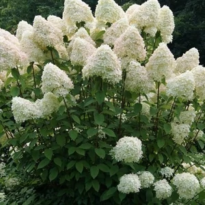 Hydrangea paniculata 'Limelight' - Bugás hortenzia 50/60cm K5