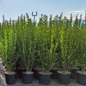 Ligustrum ovalifolium - Széleslevelű fagyal K2,5 60/80