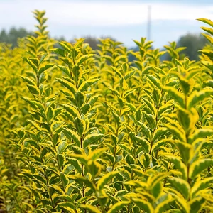 Ligustrum ovalifolium 'Aureum' - Aranytarka levelű fagyal  K2,5 80/100