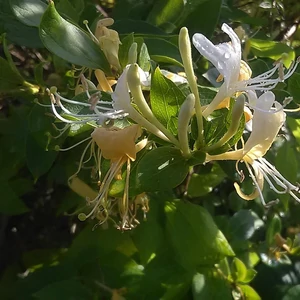 Lonicera japonica 'Halliana' - Illatos japán lonc K2 100/125
