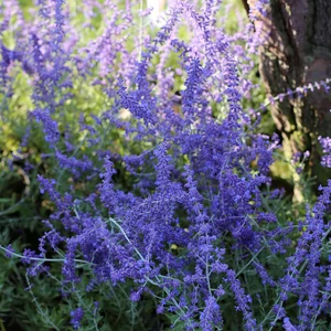Perovskia atriplicifolia 'Blue Spire' - Kék sudárzsálya
