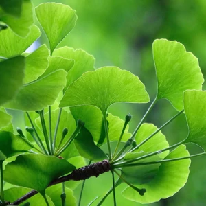 Ginkgo biloba - Gömbre nevelt páfrányfenyő 40/60