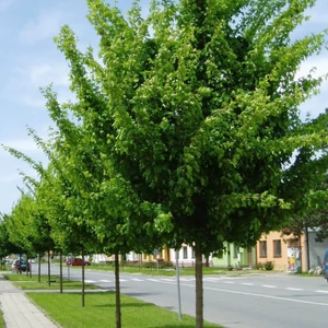 Acer campestre - Mezei juhar 150/175cm 