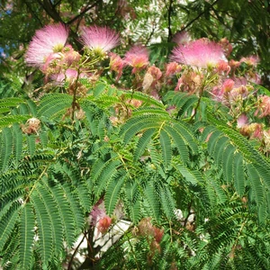 Albizia julibrissin - Selyemakác 200-250cm
