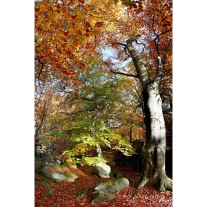 Fagus sylvatica - Európai bükk 150/175cm