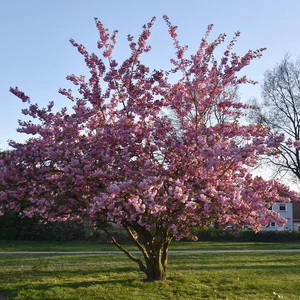 Prunus serrulata 'Kanzan' - Japán díszcseresznye 200+