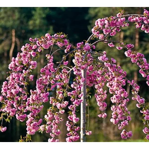 Prunus serrulata 'Kiku Shidare Sakura' - Csüngő japán díszcseresznye 150/175