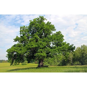 Quercus robur - Kocsányos tölgy 100/125cm 