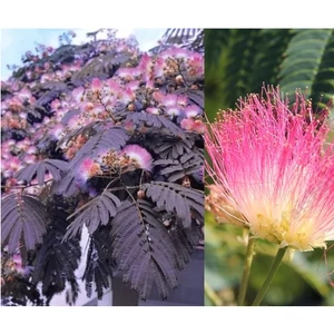 ummer chocolate' - Bordólevelű selyemakác 150/175cm