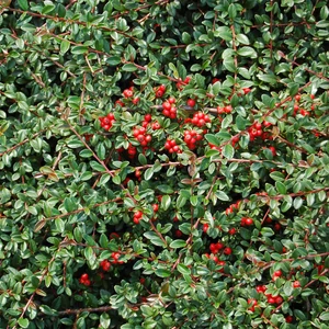 Cotoneaster dammeri 'Coral Beuty'  - Szőnyegmadárbirs K2