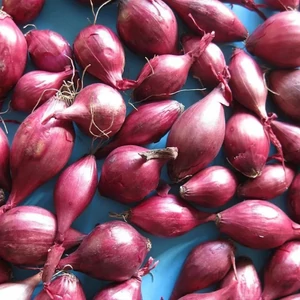 Ptujski Rdeca rózsaszín Dughagyma 250g