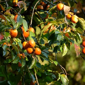 Diospyros kaki - Japán datolyaszilva, Hurma, Kaki