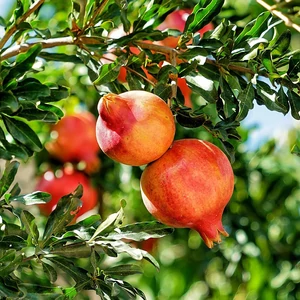 Punica granatum 'Wonderful' - Gránátalma