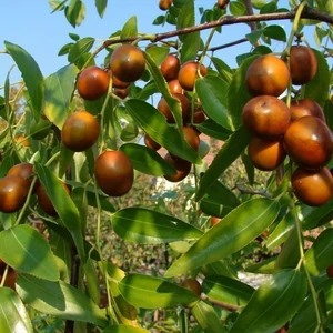 Ziziphus jujuba Giuggiolo - Kínai datolya, Gumicukorfa, Jojoba