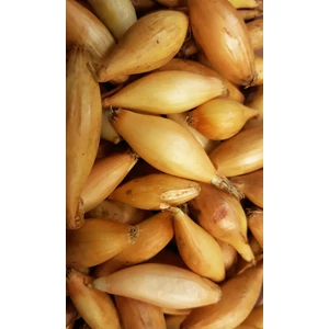 Dughagyma - Sonkahagyma Bamberger 250g