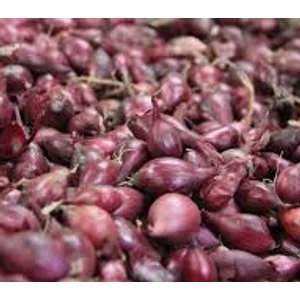 Dughagyma - Lila Red Carmen 250g