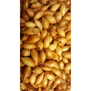 Makói Tipusú Senshyu Dughagyma 300g