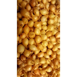 Stuttgarti Dughagyma 500g