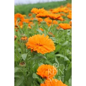 BIOdinamikus körömvirág vetőmag