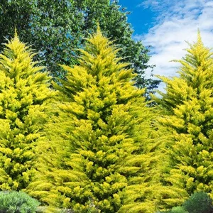 Cupressocyparis leylandii Gold rider - Arany leylandi ciprus