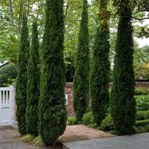 Cupressus semp Pyramidalis - Totem ciprus 150/175 