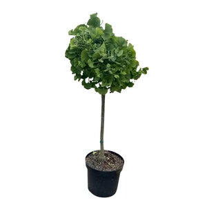 Ginkgo biloba törzses fácska - Páfrányfenyő 125-150cm