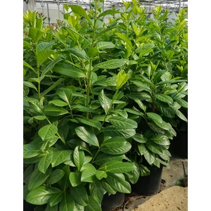 Babérmeggy - Prunus laurocerasus 'Novita'