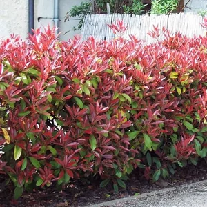 Photinia fraseri RedRobin K2