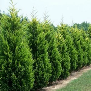 Cupressocyparis leylandii - Leylandi ciprus