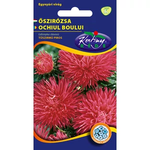 Őszirózsa (Callistephus chinensis) 