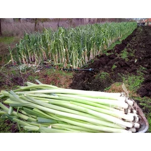 BIO Póréhagyma - Rein Saat - Starozagorski