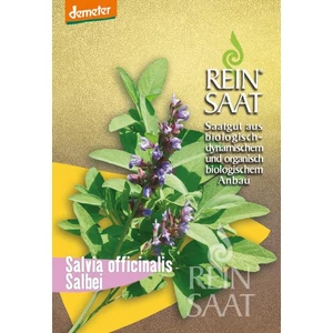 Salvia officinalis Salbei