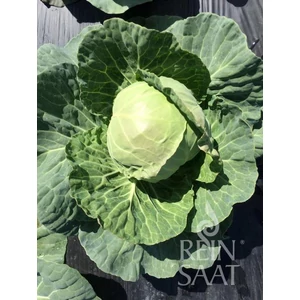 BIO Fejeskáposzta - ReinSaat - Early Day