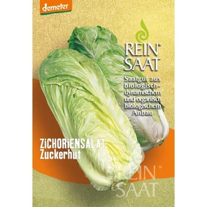 BIO Cikória saláta  - ReinSaat - Zuckerhut