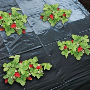 Talajtakaró fólia eper ültetéséhez 1,4x10m - nem perforált