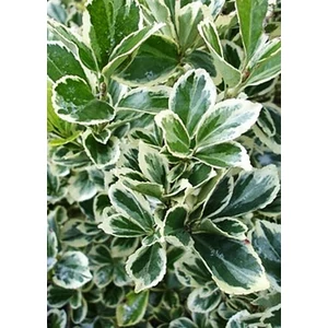 Euonymus japonica 'Bravo' - Japán kecskerágó