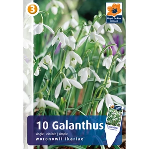 Hóvirág - Galanthus Single Woronowii Ikariae - KLASSZIKUS