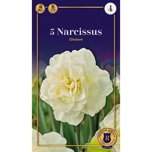 Nárcisz 'Obdam'