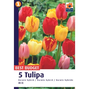Tulipán Darwin Hybrid Mix