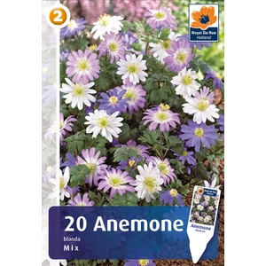 Sziklakerti szellőrózsa színkeverék - Anemone blanda Mixed