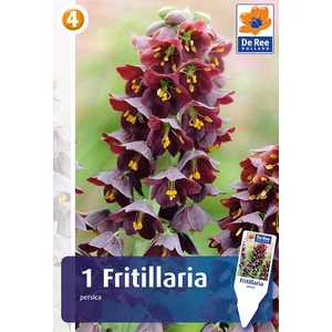 Fritillaria Persica - Perzsa kockásliliom