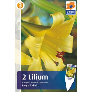Liliom trumpet Royal Gold - TROMBITAVIRÁGÚ