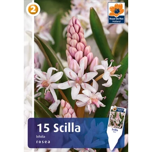 Scilla Campanulata Pink - Csillagvirág 15db-os
