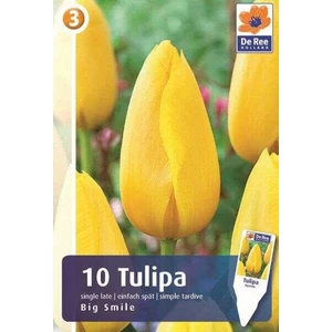 Tulipán 'Big Smile'