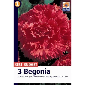 Begonia Fimbriata Pink - Szegfűvirágú Begónia