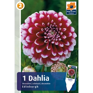 LABDA DÁLIA - Dahlia Decorative Edinburgh 